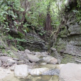 Tarakihinui Stream before forest harvest.
