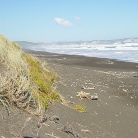 Pingao and spinifex dune protection along the Nuhaka Beach.
